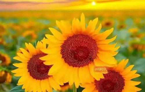 好运会降临吗？你是第一个收获幸运的人，或许今天幸福正向你奔来