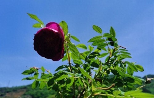 老了才明白：家中有未婚大龄儿女，真正聪明父母，守住3件事就行