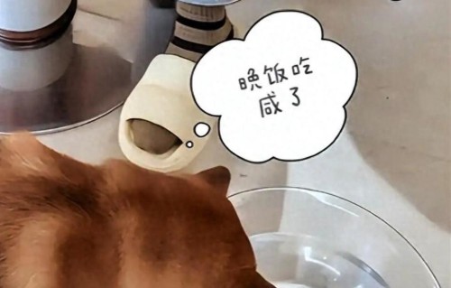 44岁杨帆被自家狗咬伤！央视同事上门探望，画风突变笑翻网友