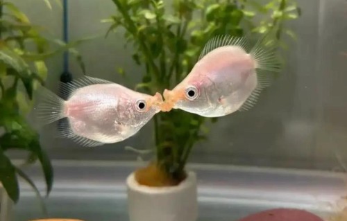 男人一定要记牢：女人为啥愿意和你长期联系？说白了就3点