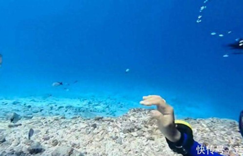 刘烨女儿潜水游玩，霓娜与虎鲨有爱互动，机智又勇敢！