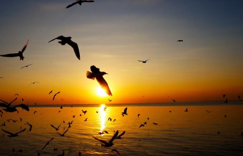 人生最好的心态：不羡他人，心安即归处