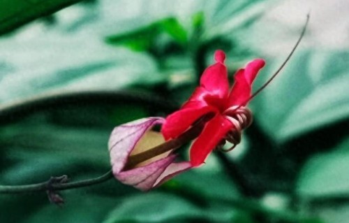 女子主动提离婚后陷困境，前夫拒绝援助那句“你做梦”，简直人间清醒